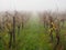 Misty morning at the vineyard