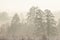 Misty morning in the woods. silhouette of trees grove in thick white morning fog. pale color wood obscure