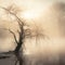 Misty Mornings: A Journey through the Veil of Fog