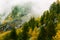 Misty mountain with changing leaves pine tree in autumn