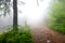 A misty mountain trail. Misty forest. Fog in mountain forest