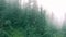 Misty mysterious dense forest