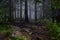 Misty and mysterious forest. The Mountain ` Zyuratkul.` Ural. Autumn