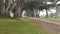 Misty mysterious forest. Row of trees in foggy rainy California, tunnel corridor