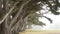 Misty mysterious forest. Row of trees in foggy rainy California, tunnel corridor