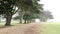 Misty mysterious forest. Row of trees in foggy rainy California, tunnel corridor