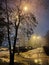 Misty night in Vilnius city. Tree and lights,  cars parked. Winter season