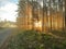 Misty November morning in a pine forest.