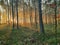 Misty November morning in a pine forest.