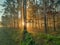 Misty November morning in a pine forest.