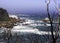 Misty ocean shoreline framed by branches