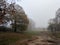 Misty park in autumn with oak trees and grass, cold grey sky