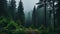 Misty Path Through Dense Pine Trees: A Dark Green Forest Tale
