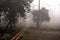 Misty path through the forest