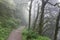 Misty pathway through woods
