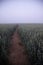 Misty Pathways: Enchanting Gravel Dirt Country Road in a Summer Morning Fog