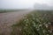 Misty Pathways: Enchanting Gravel Dirt Country Road in a Summer Morning Fog