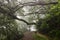 Misty picture of mysterious trees at Levada do Durado, Madeira, Portugal