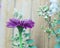 Misty Purple zinnia with other blurred flowers against wood fence background