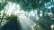 Misty rainforest and bright sun beams through trees branches