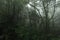 Misty rainforest in Mt.Kinabalu National Park