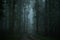 Misty Sal forests on a monsoon morning at Khursapar range, Pench National Park, India