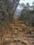 Misty scenery with red dirt roads in the forest.