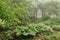 Misty shade garden with trellis