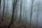 Misty spooky dark forest