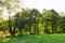 Misty spring forest in the early morning with sunbeams through the oak trees