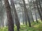 Misty spring forest, trees casting undefined shadows. At JaÃ©n, Spain