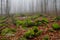 Misty, strewn with mossy boulders mountain slope in autumn beech forest