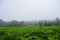 Misty summer morning in Shiretoko National Park, pristine forest and natural world heritage in Hokkaido, Japan.