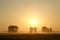 Misty summer sunrise with trees in the field