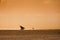 Misty sunrise on the Indian ocean with traditional Zanzibar boats