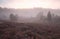 Misty sunrise over flowering heather hills