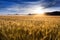 Misty Sunrise Over Golden Wheat Field in Central K