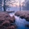 Misty Swamp at Blue Hour