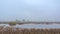 Misty swamp with reed and trees  in the flemish countryside