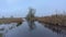 Misty swamp with reed and trees in the flemish countryside