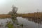 Misty swamp with reed and trees  in the flemish countryside