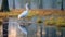 Misty Swamp Snowy Egret