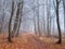 Misty trail in forest