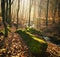 Misty Trees in Forest