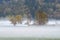 Misty trees in the Snoqualmie Valley