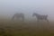 Misty view of horses in Rila mountains, Bulgar