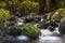 Misty Water Mountain Forest Stream