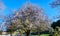 Misty Waterside Trees in Flooded Park, Burton on Trent England 2024