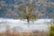 Misty and weathered  tree in the Snoqualmie Valley