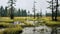 Misty Wetland: A Captivating Photo Of A Soggy Swamp With Yellow Trees